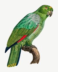 Southern Mealy Amazon parrot bird, vintage animal collage element psd