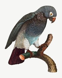 Grey parrot bird, vintage animal collage element psd