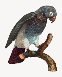 Grey parrot bird, vintage animal illustration