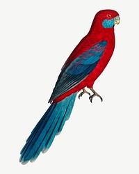 Crimson Rosella parrot bird, vintage animal collage element psd