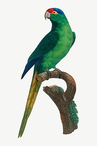 Red-crowned Parakeet bird, vintage animal collage element psd