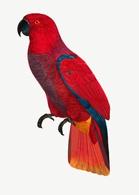 Eclectus parrot bird, vintage animal collage element psd