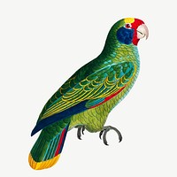 Amazon parrot bird, vintage animal collage element psd