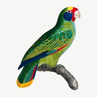 Amazon parrot bird, vintage animal collage element psd