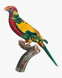 Rainbow Lorikeet bird, vintage animal collage element psd