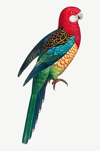 Eastern Rosella parrot bird, vintage animal collage element psd