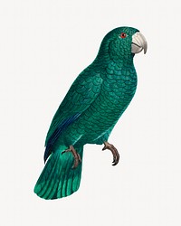 Cuban Amazon parrot bird, vintage animal illustration