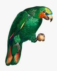 Orange-winged Amazon parrot bird, vintage animal collage element psd
