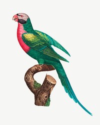 Red-breasted Parakeet bird, vintage animal collage element psd