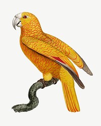 Paradise of Cuba parrot bird, vintage animal collage element psd