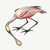 Roseate spoonbill bird, vintage animal collage element psd