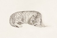 Tiger, vintage animal illustration. Original public domain image from the Library of Congress. Digitally enhanced by rawpixel.