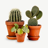 Potted cactus collage element psd