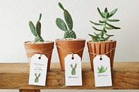 Cute cacti in terracotta pots with psd paper labels