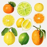 Mixed citrus fruits drawing