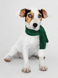 Jack Russell Retriever dog with green scarf photo