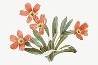 Alpine primrose flower clipart psd