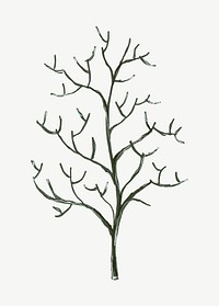 Leafless tree, botanical collage element psd