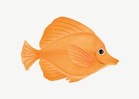 Cute orange fish, animal illustration, collage element psd