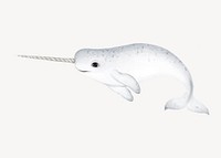 Narwhal whale illustration, white background