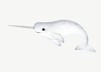 Narwhal whale, animal illustration, collage element psd