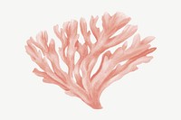 Pastel pink coral, nature illustration collage element psd