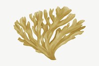 Beige coral, nature illustration collage element psd