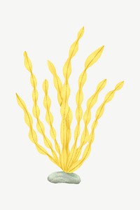 Yellow algae, nature illustration collage element psd