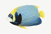 Emperor angelfish, animal illustration, collage element psd