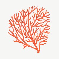 Orange coral, nature illustration collage element psd