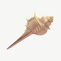 Murex shell illustration, collage element psd