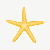 Yellow starfish, animal illustration, collage element psd