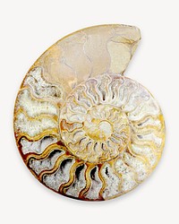 Ammonite fossil isolated design