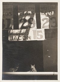 Untitled (Store Sign Above Two Cats)