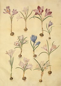 Crocus vernus (spring crocus) by Maria Sibylla Merian