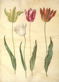 Tulipa gesneriana (garden tulip) by Maria Sibylla Merian