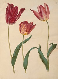 Tulipa gesneriana (garden tulip) by Maria Sibylla Merian