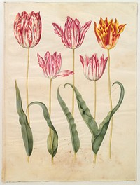 Tulipa gesneriana (garden tulip) by Maria Sibylla Merian