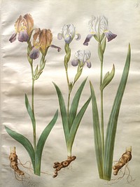 Iris ×sambucina (shelf iris);Iris ×amoena (iris hybrid) by Maria Sibylla Merian