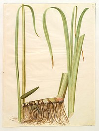 Acorus calamus (common calamus) by Maria Sibylla Merian