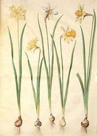 Narcissus pseudonarcissus;Narcissus poeticus (Prison lily);Narcissus ×incomparabilis (garden narcissus) by Maria Sibylla Merian