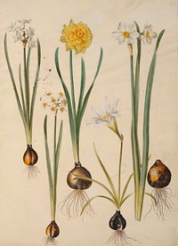 Narcissus tazetta (tazet);Narcissus pseudonarcissus (daffodil);Zephyranthes atamasca (zephyr flower);Narcissus?×incomparabilis (garden daffodil) by Maria Sibylla Merian