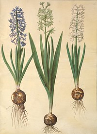 Hyacinthus orientalis (common hyacinth) by Maria Sibylla Merian