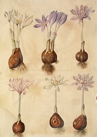 Colchicum autumnale (autumn-timeless) by Maria Sibylla Merian