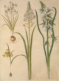 Ornithogalum umbellatum (diet-bird's milk);Ornithogalum pyramidale (Pyramid bird's milk);Gagea lutea (common gold star);Ornithogalum nutans (nodding bird's milk) by Maria Sibylla Merian