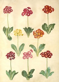 Primula ×pubescens (garden auricle) by Maria Sibylla Merian