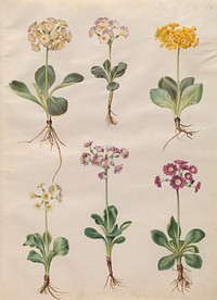 Primula ×pubescens Wulfen (garden auricle) by Maria Sibylla Merian