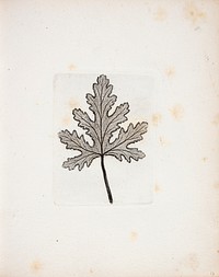 Imprint of leaf by Peter Larsen Kyhl