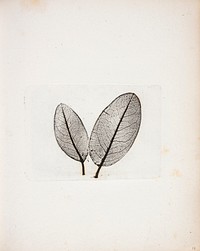 Imprint of leaves by Peter Larsen Kyhl