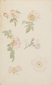 Study of roses by P. C. Skovgaard
